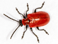 Lilioceris lilii